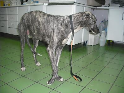 Demy, galga cruelmente atropellada y hospitalizada. (Córdoba)