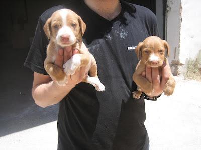 Dos cachorros de tres semanas con su mami en un polígono industrial, hay maderos con clavos. (Murcia).‏