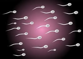 fertilidad Los hábitos del estilo de vida pueden impactar en la fertilidad (Parte I)