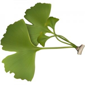 Hierbas contra el estrés: Ginkgo biloba