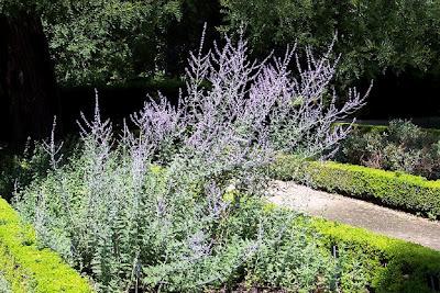 Sage Perovskia y Caryopteris