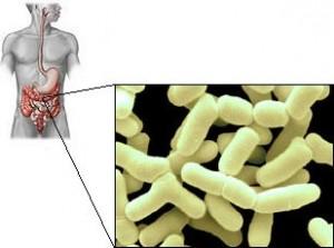 La flora bacteriana “buena” mantiene al sistema inmunológico en forma