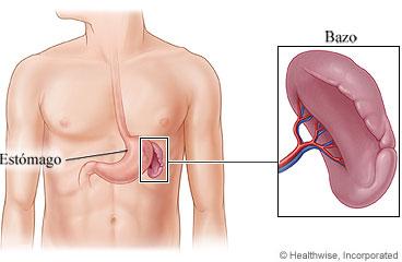 Esta es la ubicación del Bazo en el Cuerpo Humano.