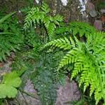 Helecho comun Helecho comun