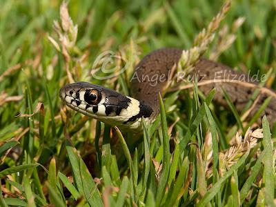 Natrix natrix juvenil...