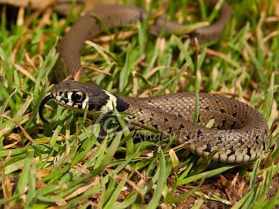 Natrix natrix juvenil...