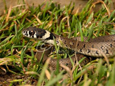 Natrix natrix juvenil...