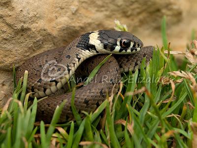 Natrix natrix juvenil...