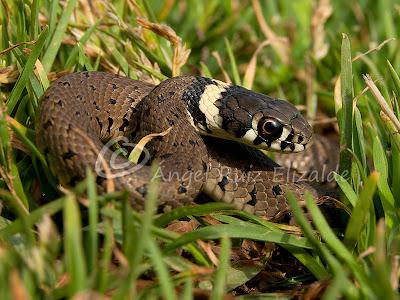 Natrix natrix juvenil...