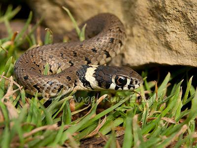 Natrix natrix juvenil...