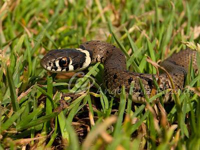 Natrix natrix juvenil...