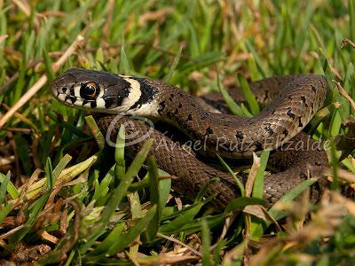 Natrix natrix juvenil...