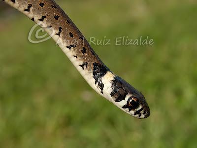 Natrix natrix juvenil...