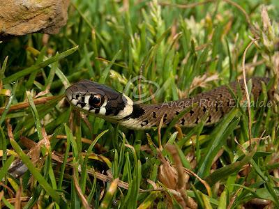 Natrix natrix juvenil...