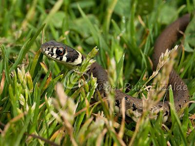 Natrix natrix juvenil...