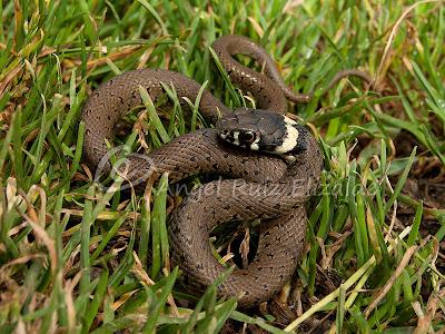 Natrix natrix juvenil...