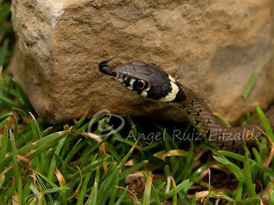 Natrix natrix juvenil...