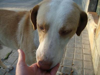 SIGUE EN LA CALLE, IVAN, MASTÍN EN LA CALLE PRECIOSO. (HUELVA‏)