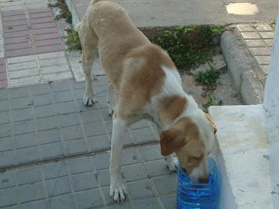 SIGUE EN LA CALLE, IVAN, MASTÍN EN LA CALLE PRECIOSO. (HUELVA‏)