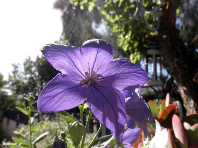 La flor con forma de estrella La flor con forma de estrella