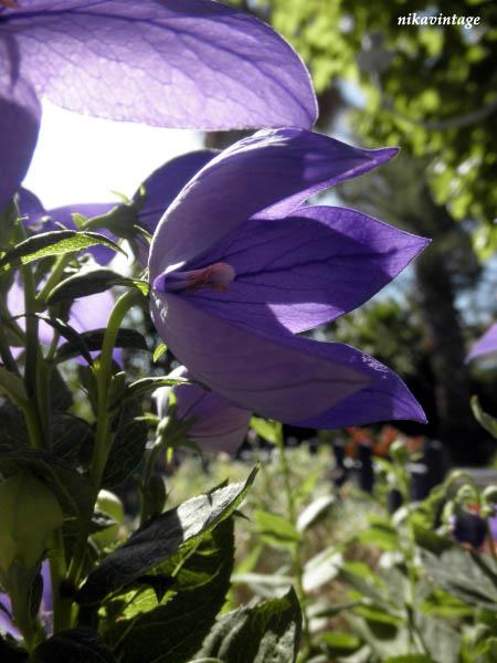 La flor con forma de estrella - Paperblog
