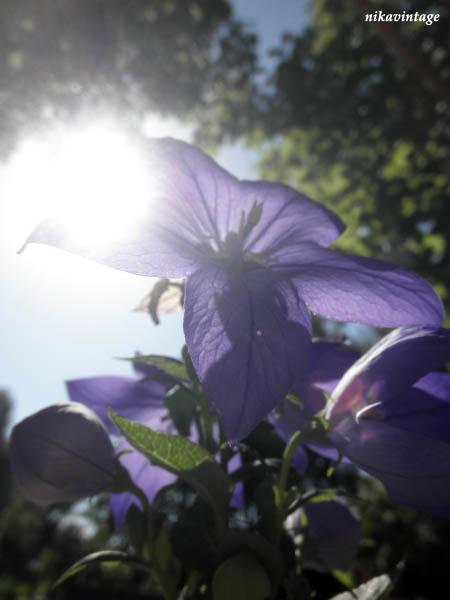 La flor con forma de estrella La flor con forma de estrella