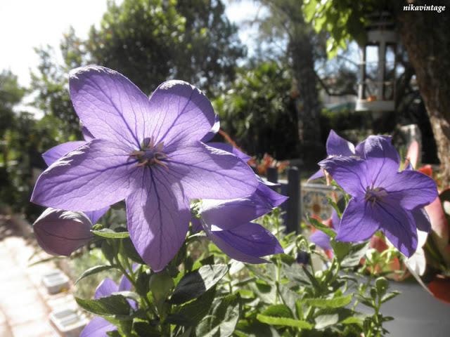 La flor con forma de estrella La flor con forma de estrella