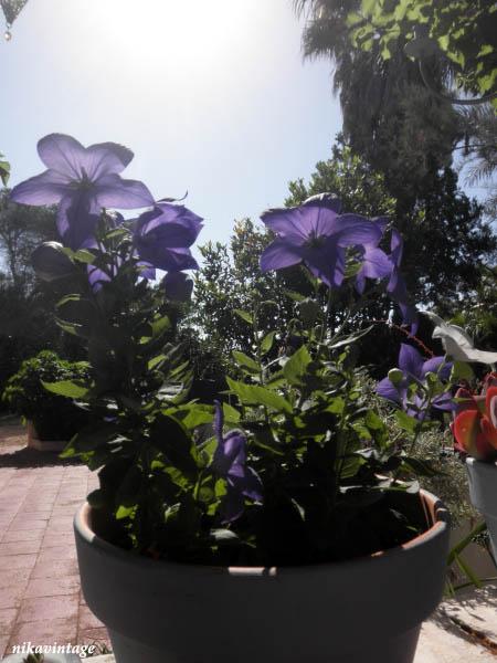La flor con forma de estrella La flor con forma de estrella