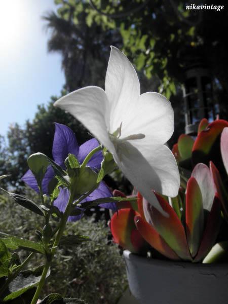La flor con forma de estrella La flor con forma de estrella