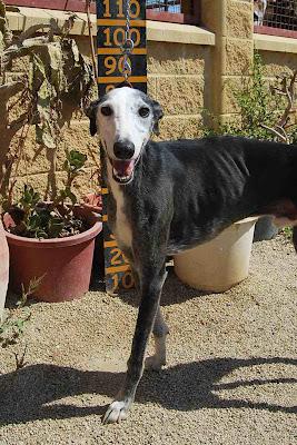 CHICO, GALGO PRECIOSO DE 1 AÑITO, en busca de un mundo mejor. (ALMERIA)