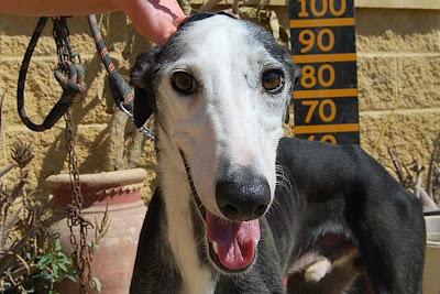 CHICO, GALGO PRECIOSO DE 1 AÑITO, en busca de un mundo mejor. (ALMERIA)