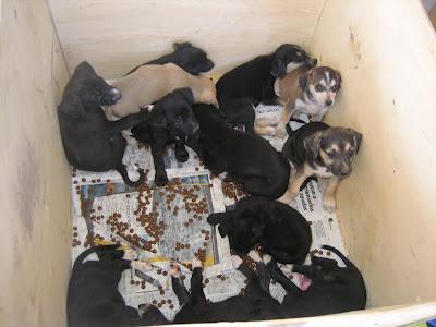 ¡AYUDA! 12 cachorros tamaño mediano abandonados en la puerta de la protectora. Murcia.‏