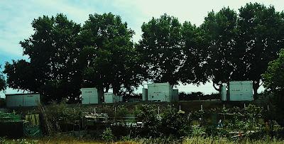 42ª maac-chorrada - Divagando sobre Tristán e Isolda 42ª maac-chorrada - Divagando sobre Tristán e Isolda