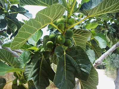 42ª maac-chorrada - Divagando sobre Tristán e Isolda 42ª maac-chorrada - Divagando sobre Tristán e Isolda