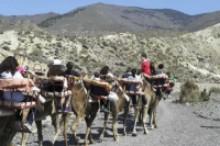 Paseos en camello en Almería