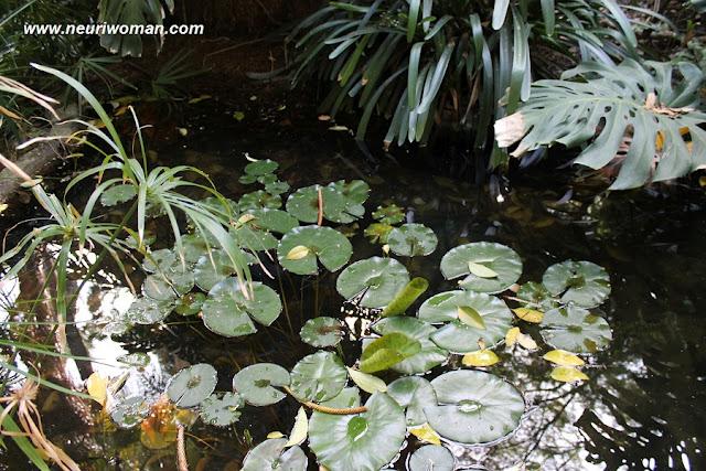 Marqueses por una noche en el Jardín Botánico de Málaga. Marqueses por una noche en el Jardín Botánico de Málaga.