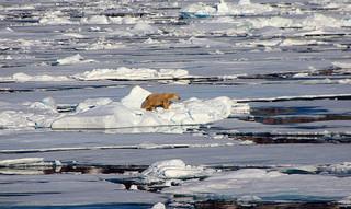 Ayúdanos a salvar el Ártico