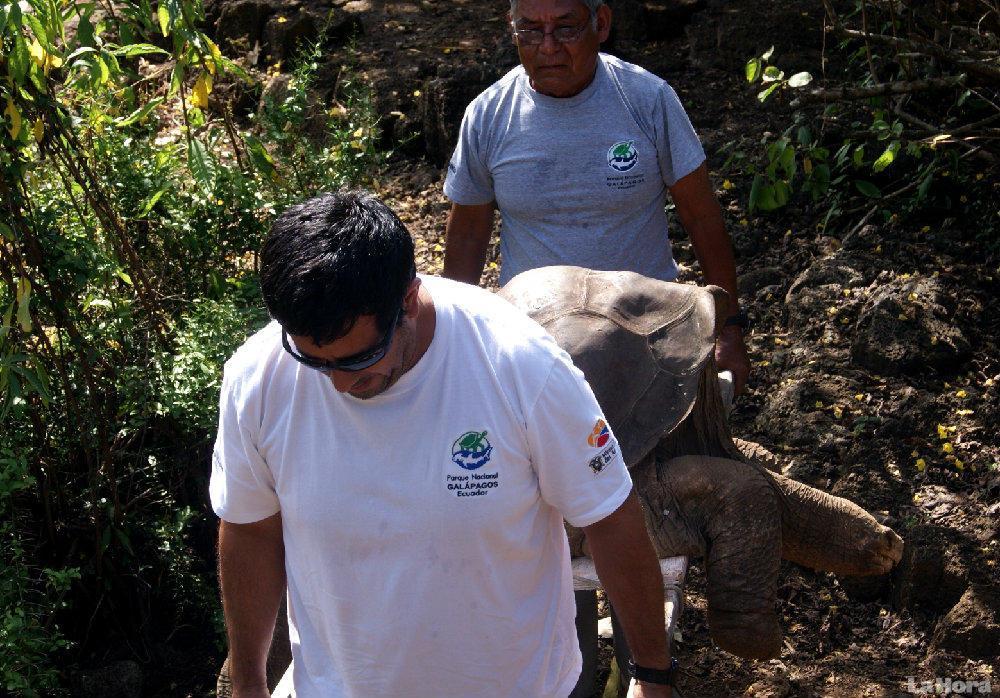 Muere en Galápagos ‘Solitario George’, la última tortuga macho de su especie Muere en Galápagos ‘Solitario George’, la última tortuga macho de su especie