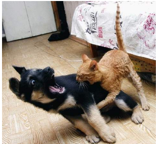 Madre e hijo posando para la foto  Gato y ratón frente a ...