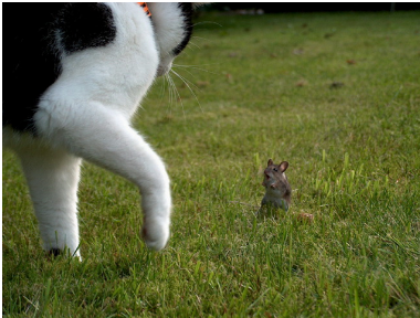 Madre e hijo posando para la foto  Gato y ratón frente a ...