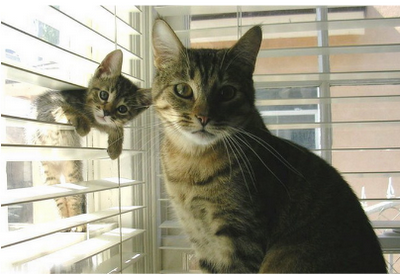 Madre e hijo posando para la foto  Gato y ratón frente a ...