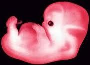 Semanas del primer trimestre de embarazo Semanas del primer trimestre de embarazo