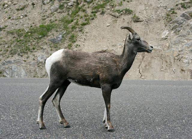 SERENDIPITY SERENDIPITY