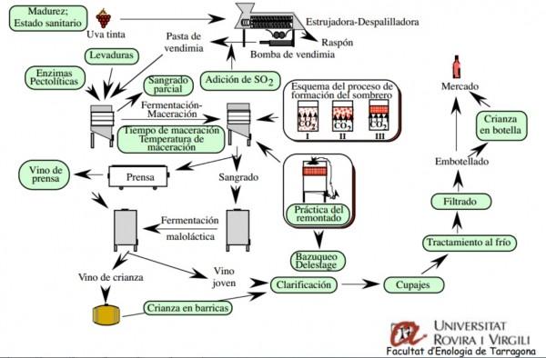 el vino: Proceso de fabricación de un buen vino.