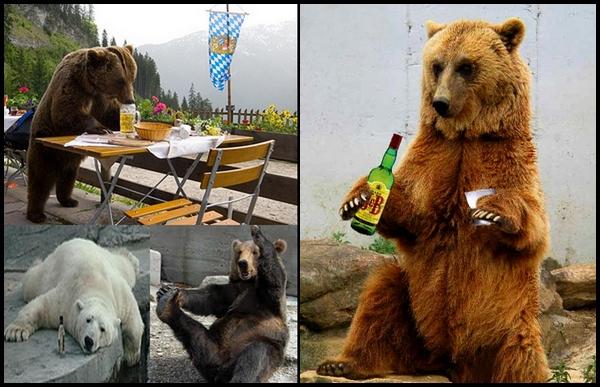 Ucrania ha decidido rescatar osos alcohólicos para que dejen la bebida.