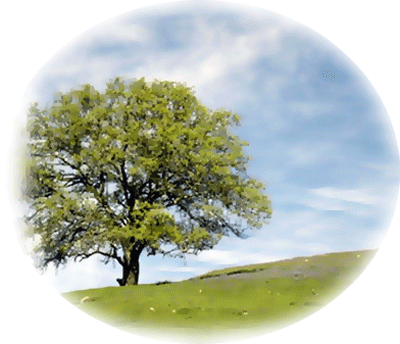 Día Mundial del Árbol Día Mundial del Árbol