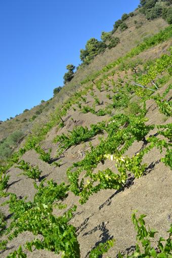 Pasión por el Priorat: Torroja del Priorat Pasión por el Priorat: Torroja del Priorat