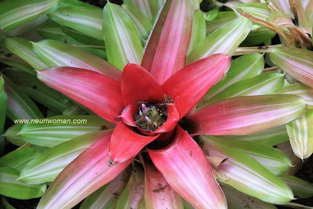 Bromelias.