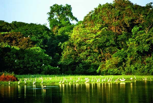 Amazonas. ©Embratur. Amazonas, un ejemplo de preservación.