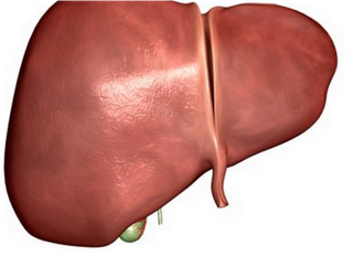 ENFERMEDAD HEPATICO PERRO enfermedad hepatico perro: